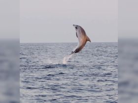 A stunning capture of a dolphin leaping out of the water, showcasing the beauty of marine wildlife in its natural habitat.