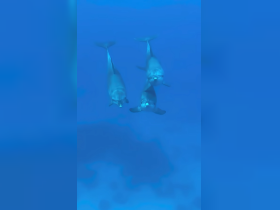 A captivating underwater shot of three dolphins swimming gracefully in clear blue waters, showcasing the beauty of marine wildlife.