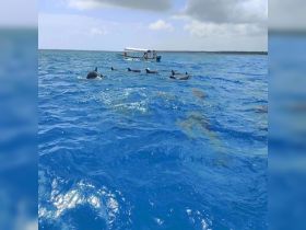 A group of dolphins swims alongside a boat, showcasing a beautiful wildlife encounter in the clear blue waters — a perfect moment for marine enthusiasts.