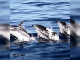 A captivating moment capturing dolphins swimming and leaping through the clear blue waters, showcasing the beauty of marine wildlife.