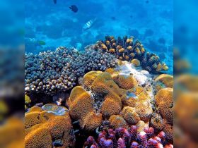 A vibrant underwater scene showcasing colorful coral reefs and various fish, highlighting the beauty of marine life in its natural habitat.