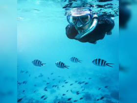 A snorkeler explores vibrant underwater life, surrounded by schools of striped fish in crystal-clear waters — a captivating glimpse into marine wildlife.