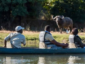 A group of canoeists observes a buffalo from their boat, showcasing a unique wildlife encounter in a serene natural setting.