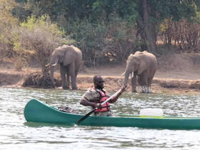 A kayaker paddles alongside two elephants on the riverbank, showcasing a unique wildlife encounter in their natural habitat.