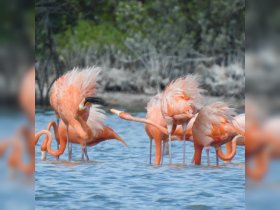 A stunning group of flamingos wading in shallow waters, showcasing their vibrant pink feathers — a beautiful wildlife encounter in a natural habitat.