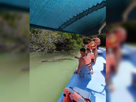 Tourists observe a crocodile in its natural habitat while enjoying a boat ride through the mangroves, showcasing a unique wildlife encounter.