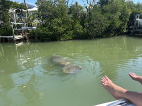A serene moment capturing a manatee swimming in shallow waters, with a person's feet visible in the foreground — a delightful wildlife encounter in a natural setting.