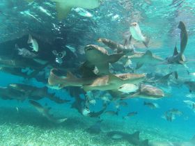A captivating underwater scene featuring a school of sharks swimming gracefully in clear waters, showcasing the vibrant marine life of the ocean.