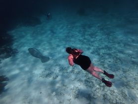 A snorkeler interacts with a manatee in crystal-clear waters, showcasing a unique wildlife experience in an underwater paradise.