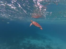 A graceful sea turtle glides through crystal-clear waters, showcasing the beauty of marine wildlife in its natural habitat.