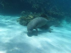 A serene underwater shot of a manatee gliding gracefully over the sandy ocean floor, showcasing the beauty of marine wildlife in its natural habitat.