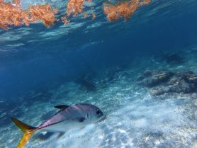 A vibrant fish swims gracefully through clear waters, showcasing the beauty of marine life in an underwater paradise.