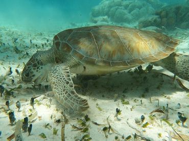Experiences Belize with Bent Hook Adventure