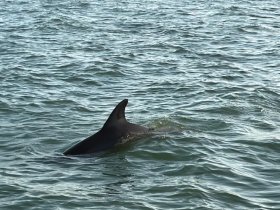A dolphin gracefully swims through the water, showcasing the beauty of marine wildlife in its natural habitat.