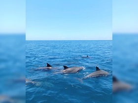 A pod of dolphins gracefully swims through the vibrant blue waters, showcasing the beauty of marine wildlife in their natural habitat.