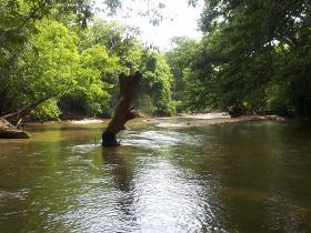 A serene view of a river surrounded by lush greenery, showcasing the natural beauty of the landscape.