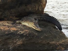 A close-up view of a crocodile resting on a rock by the water, showcasing the beauty of wildlife in its natural habitat.
