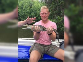 A man holds a crocodile while another hand reaches in, showcasing an exciting human-animal interaction during a wildlife tour.
