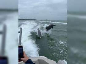 Two dolphins leap gracefully from the water, showcasing their playful nature during a boat tour — a thrilling wildlife encounter on the water.