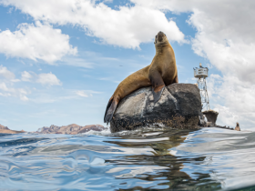 A majestic sea lion perches on a rock, showcasing its natural habitat against a backdrop of clouds and distant mountains — a stunning wildlife encounter in the ocean.
