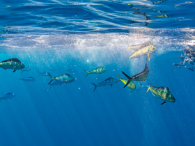 A vibrant underwater scene showcasing a school of colorful fish swimming in crystal-clear waters, perfect for marine life enthusiasts and snorkeling adventures.