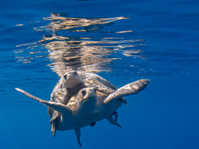 Two sea turtles gracefully swim through the clear blue waters, showcasing the beauty of marine wildlife in their natural habitat.