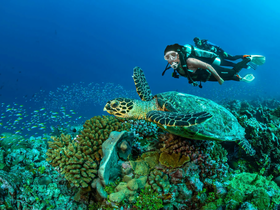 A diver swims alongside a majestic sea turtle in a vibrant coral reef, showcasing the beauty of underwater wildlife and marine exploration.