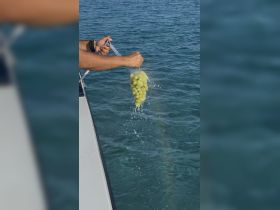 A hand rinses a bunch of fresh grapes over the clear waters, perfect for enjoying refreshing snacks while on a boat trip.