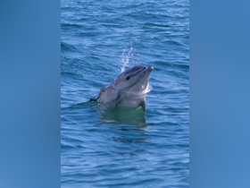 A playful dolphin surfaces in clear blue waters, showcasing the beauty of marine wildlife encounters.