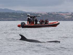 A thrilling encounter with dolphins as a boat tour group observes these majestic creatures in their natural habitat — an unforgettable wildlife experience on the water.
