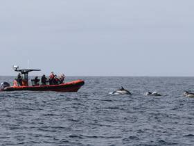 A group of excited passengers on a boat observe dolphins swimming nearby, capturing a thrilling moment during a whale watching tour.