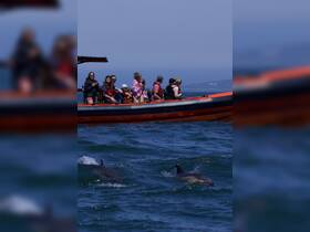A group of excited passengers on a boat observe dolphins swimming nearby, creating a memorable wildlife experience on the water.