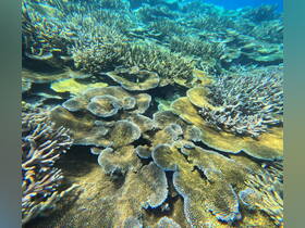 A vibrant underwater scene showcasing a diverse coral reef, teeming with marine life — a stunning glimpse into the beauty of ocean ecosystems.