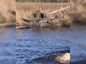 A close-up view of an alligator basking on the bank, showcasing the unique wildlife found in the region's wetlands.