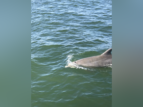 A close-up view of a dolphin swimming gracefully through the clear waters, showcasing the beauty of marine wildlife.