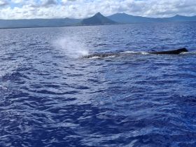 A majestic whale surfaces in the ocean, showcasing the beauty of marine wildlife against a stunning backdrop of mountains — a perfect moment for nature enthusiasts.