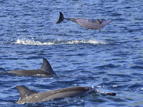 A stunning capture of dolphins jumping and swimming in the ocean, showcasing the beauty of marine wildlife in their natural habitat.