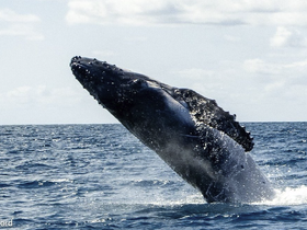 Charter Image