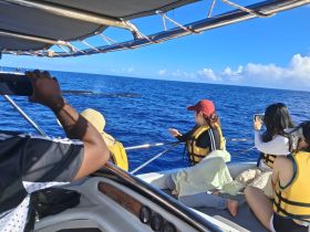 A group of excited guests on a boat watches whales in the ocean, capturing the moment on their phones — a thrilling wildlife experience.
