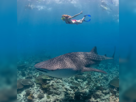 A snorkeler interacts with a majestic whale shark in vibrant underwater scenery, showcasing an unforgettable wildlife experience in the ocean.