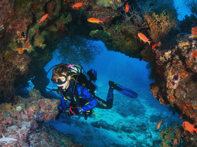 A diver explores a vibrant underwater scene filled with colorful fish and coral formations, showcasing the beauty of marine life during a diving adventure.
