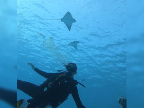 A diver interacts with graceful stingrays in the clear blue waters, showcasing an unforgettable underwater wildlife experience.