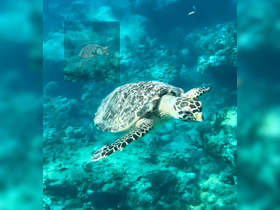 A stunning underwater shot of a turtle gracefully swimming through vibrant coral reefs, showcasing the beauty of marine wildlife.