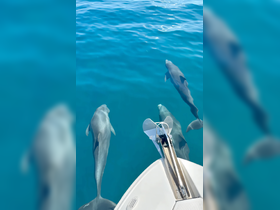 A captivating view of dolphins swimming gracefully in crystal-clear waters, showcasing the beauty of marine wildlife encounters.