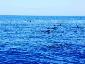 A pod of dolphins gracefully swims through the clear blue ocean, showcasing the beauty of marine wildlife in their natural habitat.