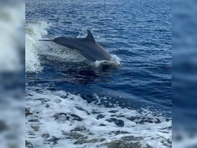 A dolphin leaps gracefully from the water, showcasing its playful nature — a stunning moment for wildlife enthusiasts and boaters alike.