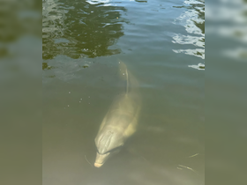 A close-up view of a dolphin swimming gracefully in the water, showcasing the beauty of marine wildlife.
