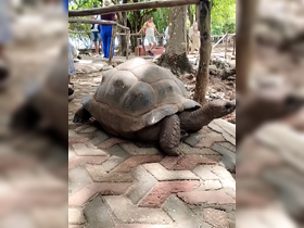 A giant tortoise rests on a paved path while visitors observe nearby, showcasing a unique wildlife encounter.