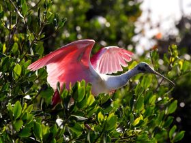 A stunning close-up of a pink bird spreading its wings amidst lush greenery, showcasing the beauty of wildlife in its natural habitat.