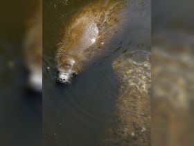 A serene close-up of a manatee swimming gracefully in the water, showcasing the beauty of marine wildlife in its natural habitat.